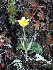 Ranunculus pedatifidus affinis