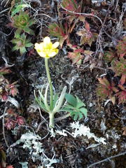 Ranunculus pedatifidus affinis