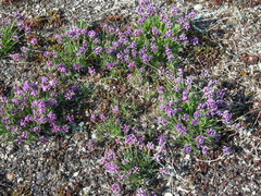 Oxytropis borealis