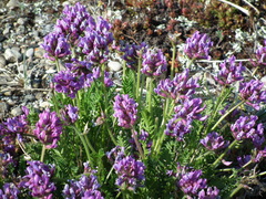 Oxytropis borealis