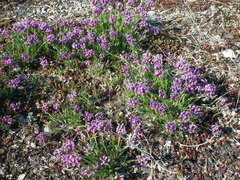 Oxytropis borealis