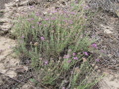 Thymus pallasianus