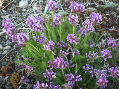 Oxytropis borealis