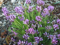Oxytropis borealis