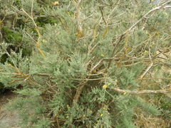 Genista canariensis