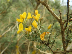 Genista canariensis