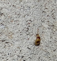 Monolepta bifasciata