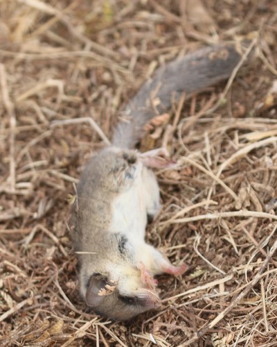 Common African Dormouse