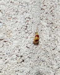 Monolepta bifasciata