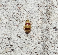 Monolepta bifasciata