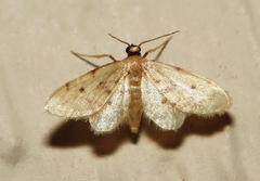 Idaea bonifata