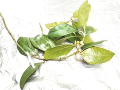 Ficus tinctoria