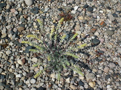 Artemisia borealis