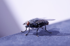 Diptera