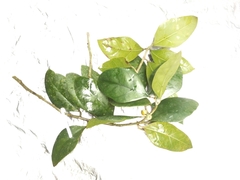 Ficus tinctoria