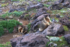 Marmota camtschatica