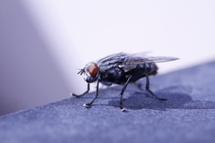 Diptera