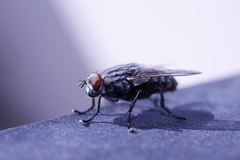 Diptera