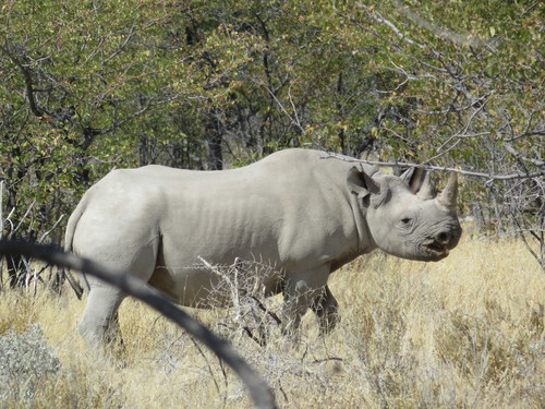 Black Rhinoceros, photo 10 of 10