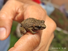 Eleutherodactylus nitidus