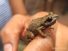 Eleutherodactylus nitidus