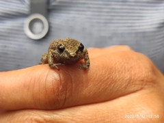 Eleutherodactylus nitidus