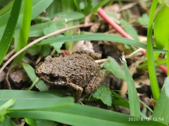 Eleutherodactylus nitidus