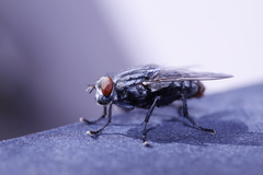 Diptera