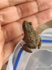 Eleutherodactylus nitidus