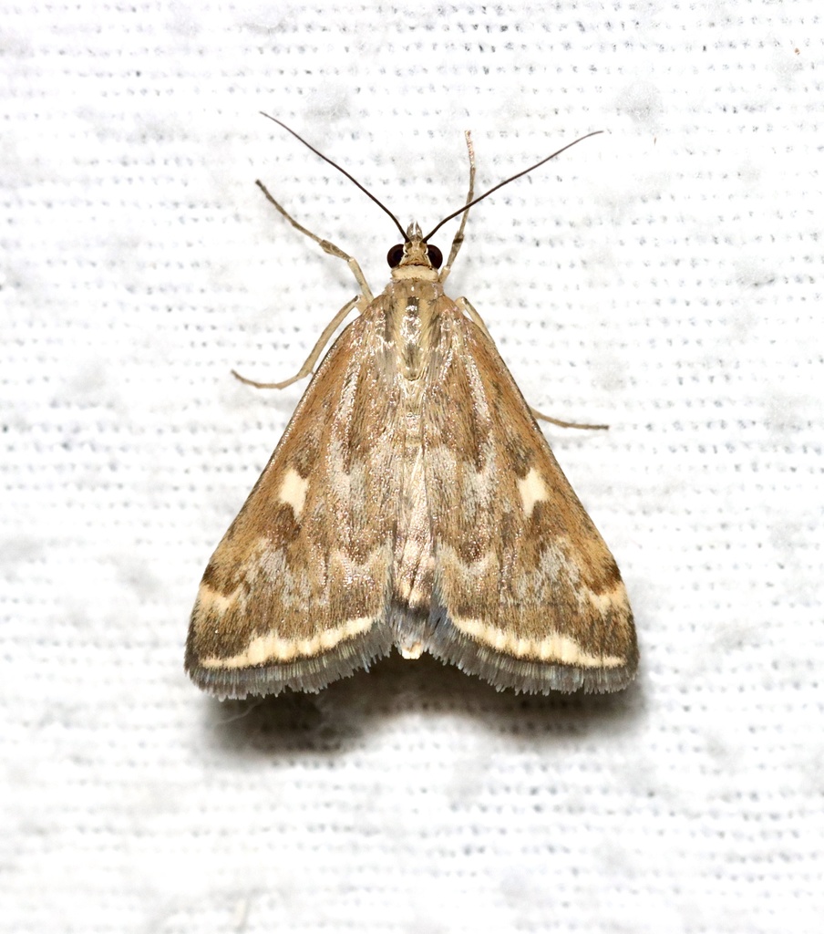Nearctic Beet Webworm