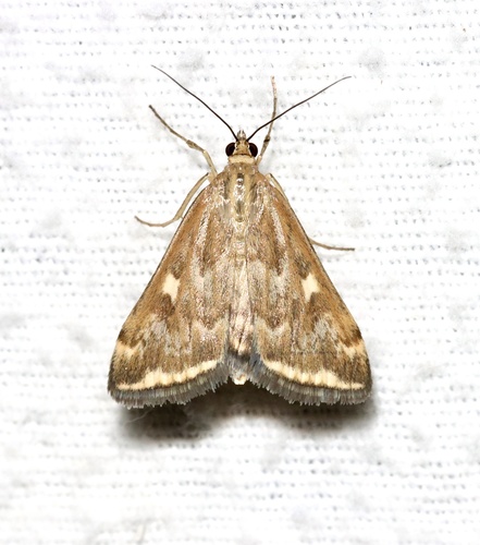Nearctic Beet Webworm