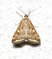 Loxostege munroealis