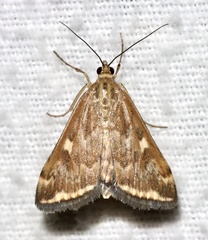 Loxostege munroealis