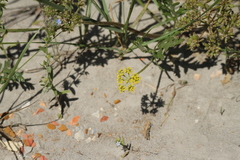 Lomatium foeniculaceum