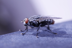 Diptera