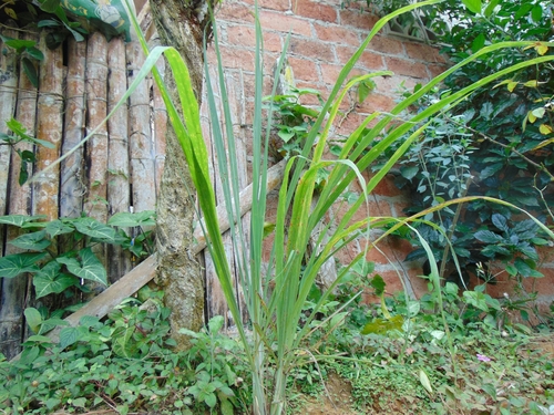 Cymbopogon citratus