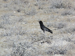 Corvus capensis capensis