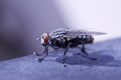 Diptera