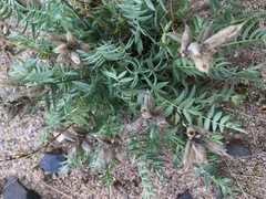 Oxytropis sordida