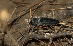 Chalcophora detrita