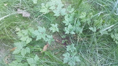 Geranium robertianum