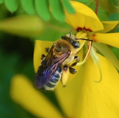 Melissodes comptoides