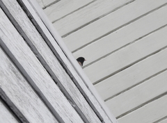 Junco hyemalis pinosus