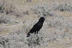 Corvus capensis capensis