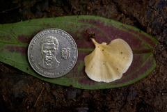 Cotylidia aurantiaca