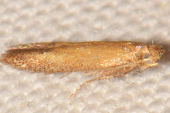 Tischeria quercitella