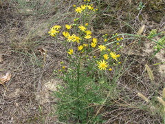 Jacobaea borysthenica
