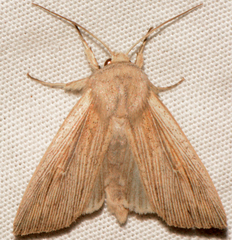 Mythimna oxygala