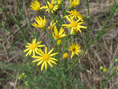 Jacobaea borysthenica