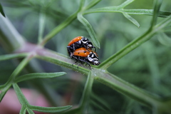 Hippodamia convergens